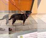 Small Photo #1 Labrador Retriever-Unknown Mix Puppy For Sale in Virginia Beach, VA, USA