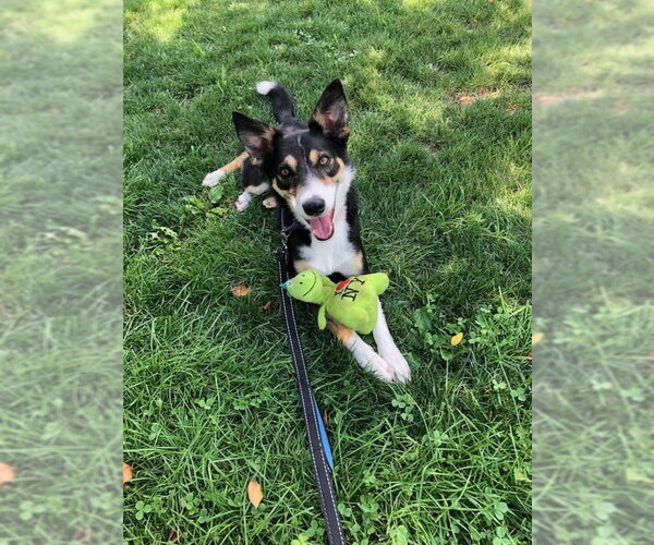 Medium Photo #8 Border Collie-Unknown Mix Puppy For Sale in Elmsford, NY, USA