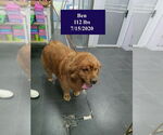 Small #2 Golden Retriever