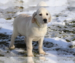 Small Photo #2 Golden Labrador Puppy For Sale in SHILOH, OH, USA
