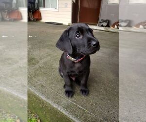 Chesa-Poo-Labrador Retriever Mix Puppy for sale in CRAIG, CO, USA