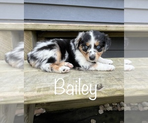 Miniature Australian Shepherd Litter for sale in GLENWOOD, IN, USA