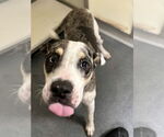 Small Catahoula Leopard Dog