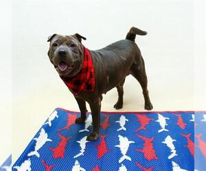 Chinese Shar-Pei Dogs for adoption in Sanford, FL, USA