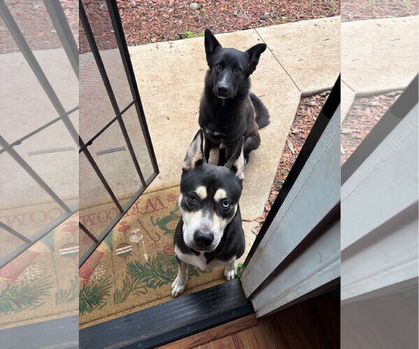 Medium Photo #3 German Shepherd Dog-Unknown Mix Puppy For Sale in San Diego, CA, USA