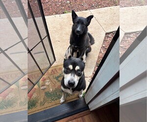Kora - Female German Shepherd Dog-Unknown Mix Dog for Adoption - Photo #3