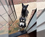 Small #2 German Shepherd Dog Mix