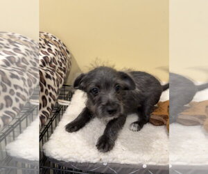 Chihuahua-Unknown Mix Dogs for adoption in Royal Palm Beach, FL, USA