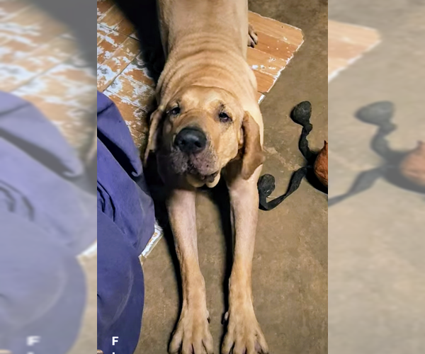 Medium Photo #5 Fila Brasileiro Puppy For Sale in Jasper, AL, USA
