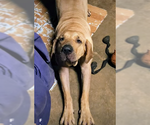 Small #4 Fila Brasileiro
