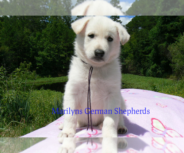 Medium Photo #6 German Shepherd Dog Puppy For Sale in PIEDMONT, MO, USA