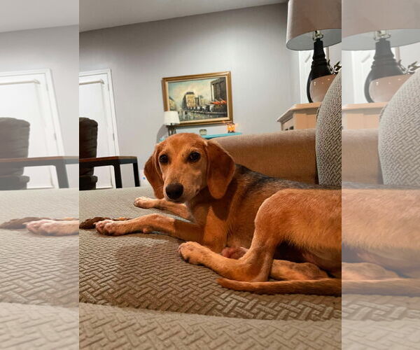 Medium Photo #10 Beagle-Unknown Mix Puppy For Sale in Mount Pleasant, SC, USA