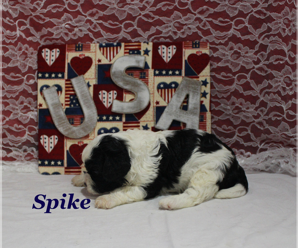Medium Photo #6 Cavapoo Puppy For Sale in CHANUTE, KS, USA