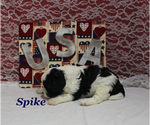 Small #5 Cavapoo