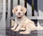 Small Photo #7 Labradoodle Puppy For Sale in TAHLEQUAH, OK, USA