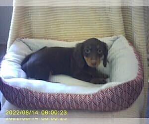 Dachshund Puppy for sale in GORDONVILLE, TX, USA
