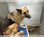 Small German Shepherd Dog