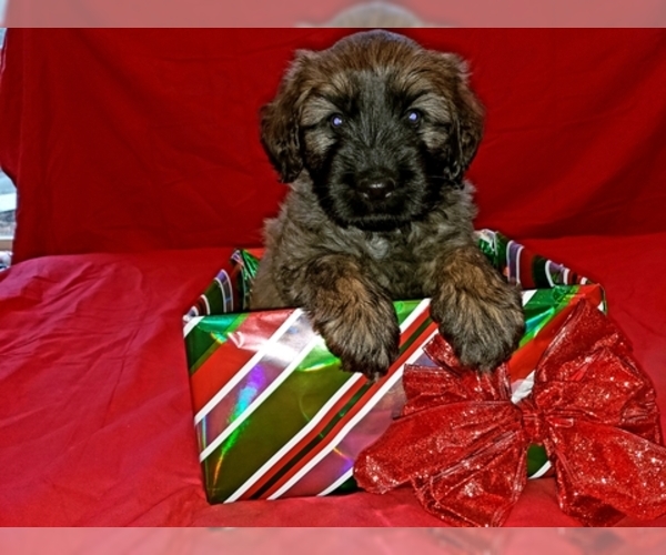 Medium Photo #6 Catalan Sheepdog Puppy For Sale in SMALLWOOD, NY, USA