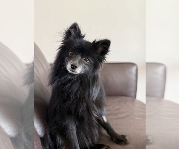 Medium Photo #5 Pomeranian Puppy For Sale in St. Louis Park, MN, USA