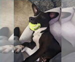 Small Lab-Pointer
