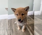 Small Photo #4 Shiba Inu Puppy For Sale in MONETT, MO, USA
