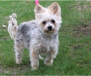 Maltese-Unknown Mix Dogs for adoption in Princeton, MN, USA