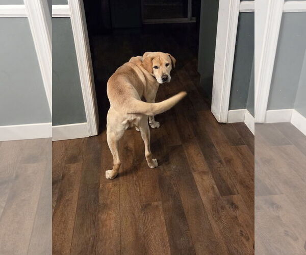 Medium Photo #4 Labrador Retriever-Unknown Mix Puppy For Sale in Greenville, SC, USA