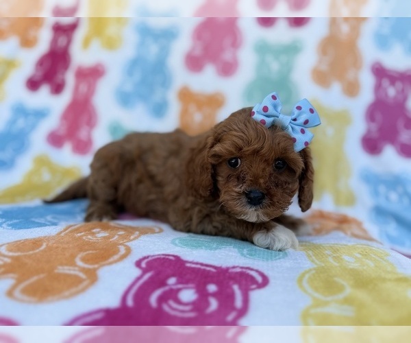 Medium Photo #4 Cavapoo (Miniature) Puppy For Sale in LAKELAND, FL, USA
