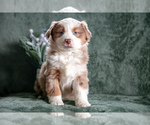 Puppy Fender Miniature Australian Shepherd