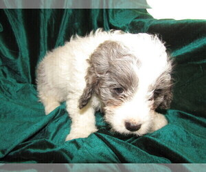Cavapoo Puppy for sale in CHICAGO, IL, USA