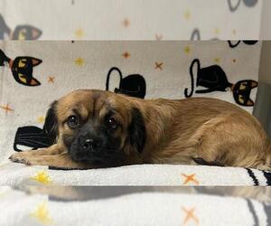 Chihuahua-Unknown Mix Dogs for adoption in HESPERIA, CA, USA