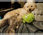 Small Photo #6 Goldendoodle (Miniature) Puppy For Sale in St. Louis Park, MN, USA