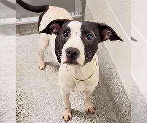 SADIE - Female Mutt Dog for Adoption - Photo #2