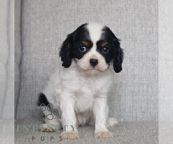 Medium Photo #1 Cavalier King Charles Spaniel Puppy For Sale in NARVON, PA, USA