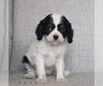 Small Cavalier King Charles Spaniel