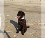 Small #6 Poodle (Standard) Mix