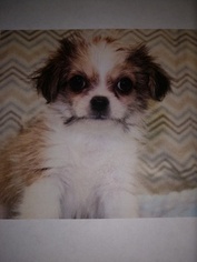 Malchi Puppy for sale in CRANDALL, GA, USA