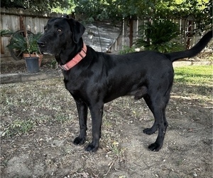 Father of the Labrador Retriever puppies born on 05/16/2025