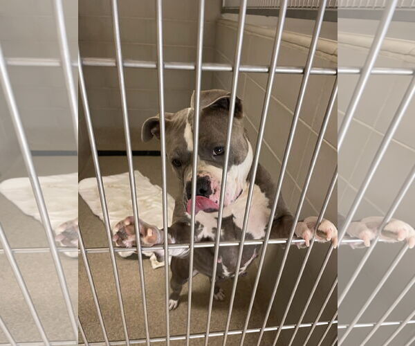 Medium Photo #1 American Bulldog-Unknown Mix Puppy For Sale in Virginia Beach, VA, USA