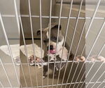 Small American Bulldog Mix