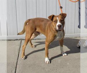 American Pit Bull Terrier-Unknown Mix Dogs for adoption in Louisville, KY, USA