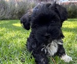 Small #4 Havanese