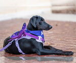 Small Photo #12 Labrador Retriever-Unknown Mix Puppy For Sale in Fort Worth, TX, USA