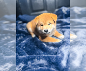 Shiba Inu Puppy for sale in LEESVILLE, LA, USA