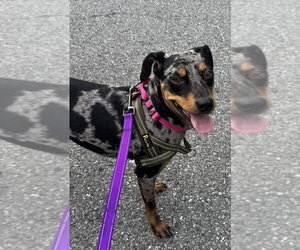 Catahoula Leopard Dog-Unknown Mix Dogs for adoption in Greenbelt, MD, USA