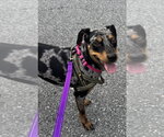 Small Catahoula Leopard Dog Mix