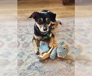 Chiweenie Dog for Adoption in Andover, Minnesota USA