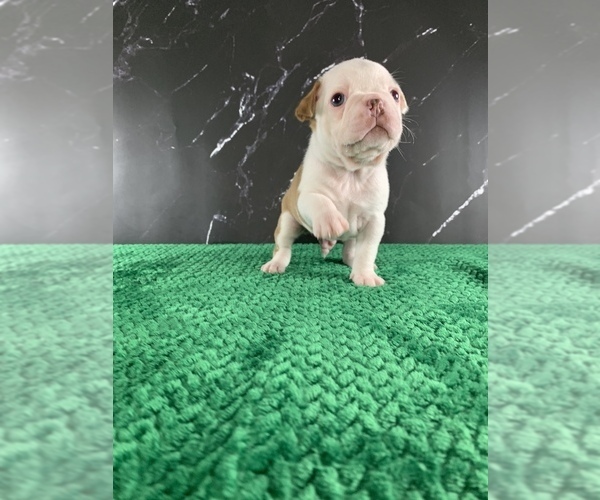 Medium Photo #153 Boston Terrier Puppy For Sale in TULARE, CA, USA