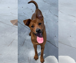 Small #7 American Pit Bull Terrier-Carolina Dog Mix