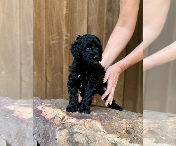 Medium Photo #36 Goldendoodle (Miniature) Puppy For Sale in HALTOM CITY, TX, USA